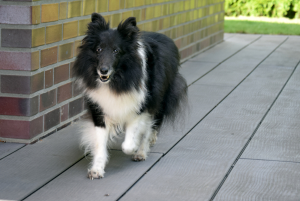 schwarz-weisser Sheltie